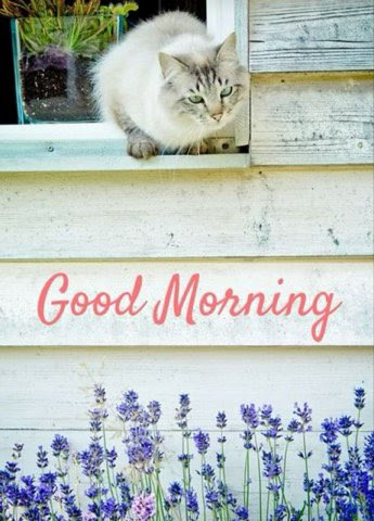 Cat-Good-Morning