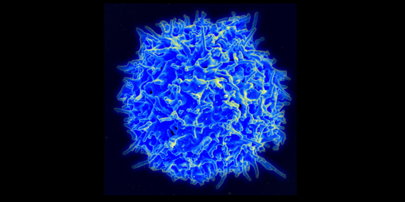 Human T cell