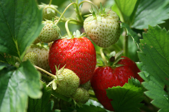 ripening strawberries on the vine