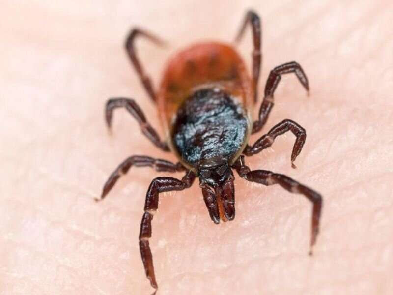 Lyme disease can wreak havoc on mental health