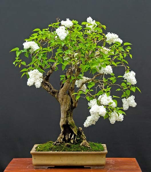 Những cây bonsai đẹp nhất của Nhật Bản 5d333faa-620b-404c-87b1-c2bb1c895958