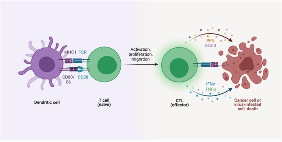 Killer T cell induces apoptosis of cancer or virus infected cell