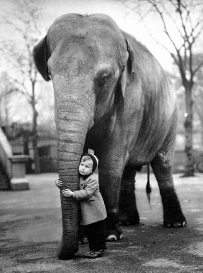 A Boy Makes A                                                      Friend At The                                                      London Zoo, 1958.