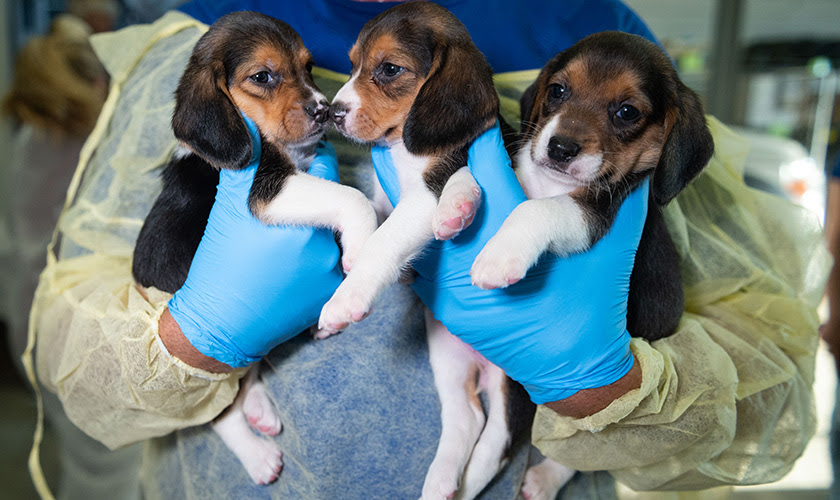 Three beagle puppies