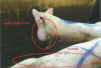 Foto: varken met groot abces in hals.
