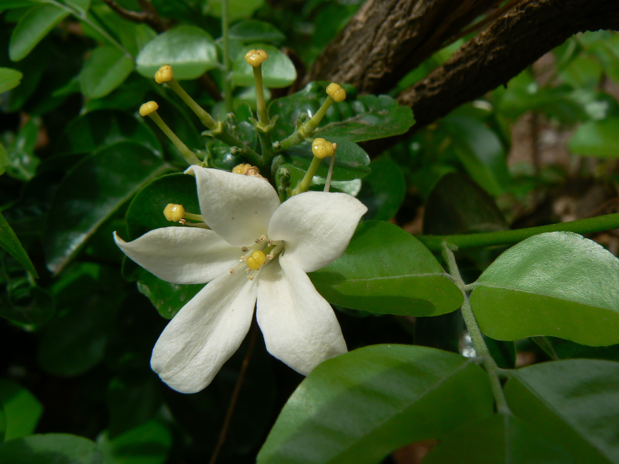 Murraya paniculata (L.) Jack