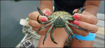 Green Crab Christopher Katalinas