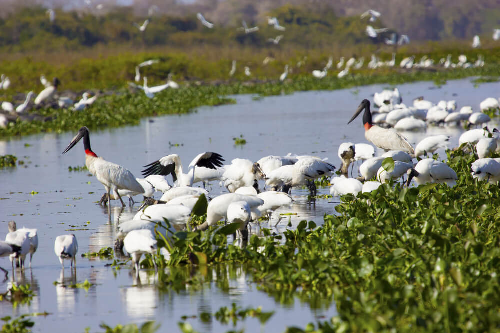 Aves en uno de los tipos de viajes más comunes