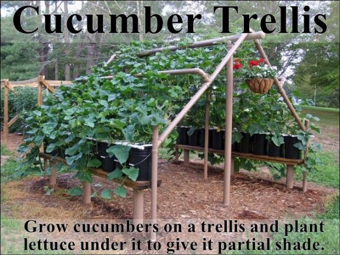 garden tips