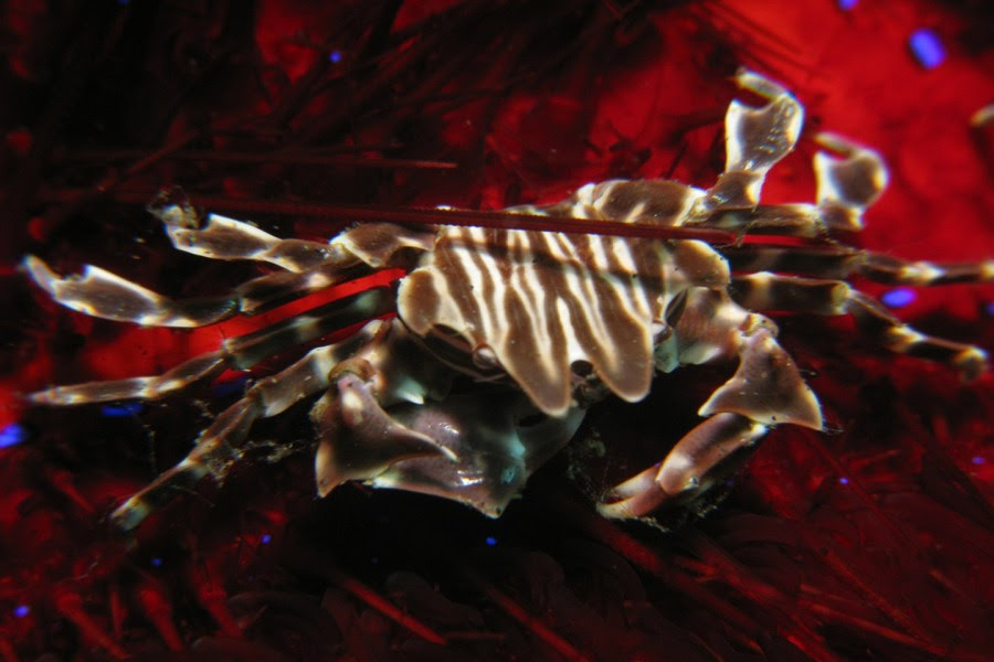 Cua vằn - Zebrida adamsii