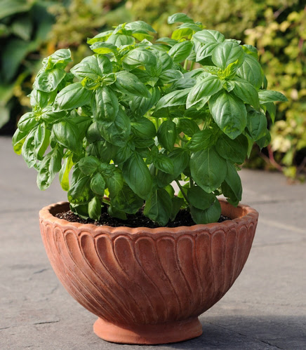 BASIL, THE HERB OF SUMMER Basil_DolceFresca__AAS2015-1-crop1