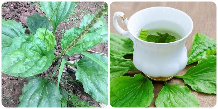 Cây mã đề là vị thuốc Đông y quen thuộc