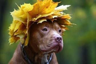 Fall dog leaves