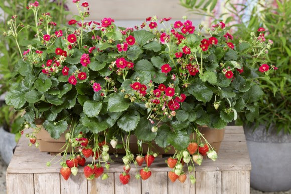 Berried Treasure Red strawberry plants