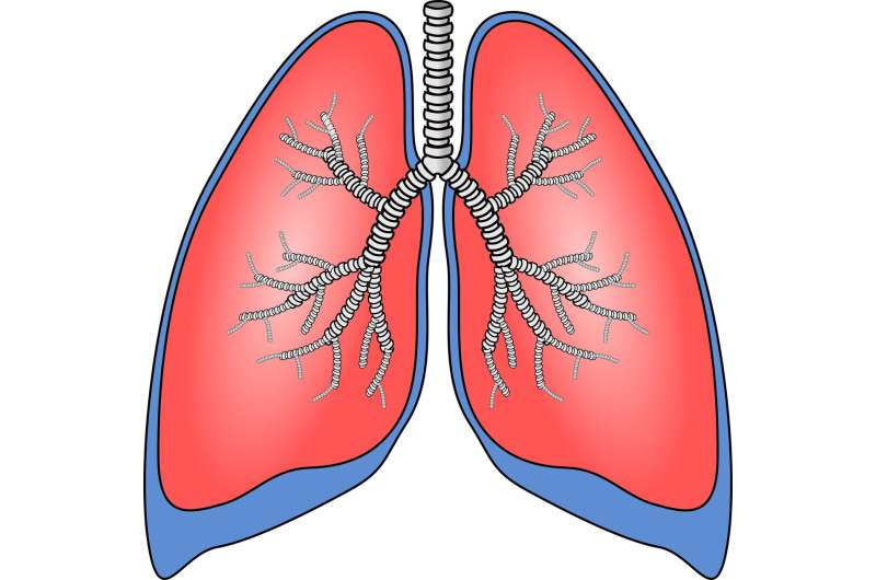 lungs