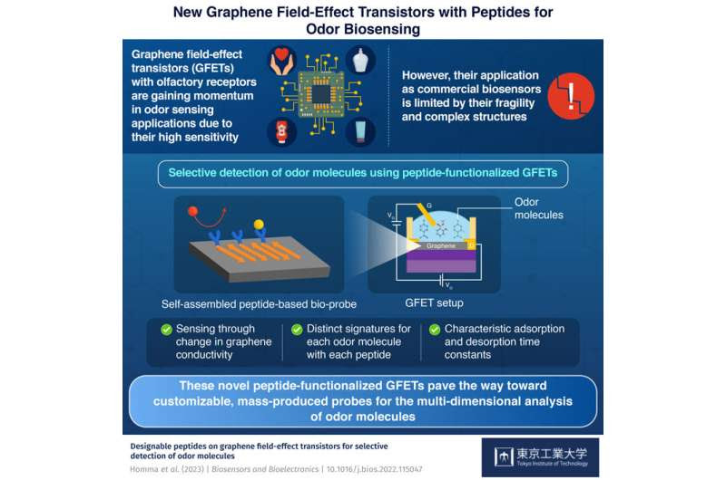 Sensing odor molecules on a graphene surface layered with self-assembled peptides