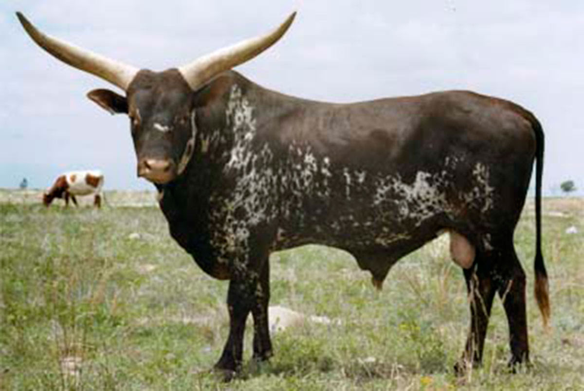 Jimmy The Swede, at DCC, in Colorado. We liked his specks, but had no clue this line of colors was a strong genetic factor originating from one animal of the 1920 African import to Europe.