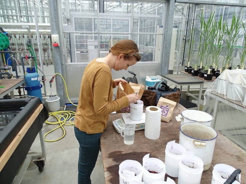 One of Wamelink's students fills experimental pots with soil simulant.
