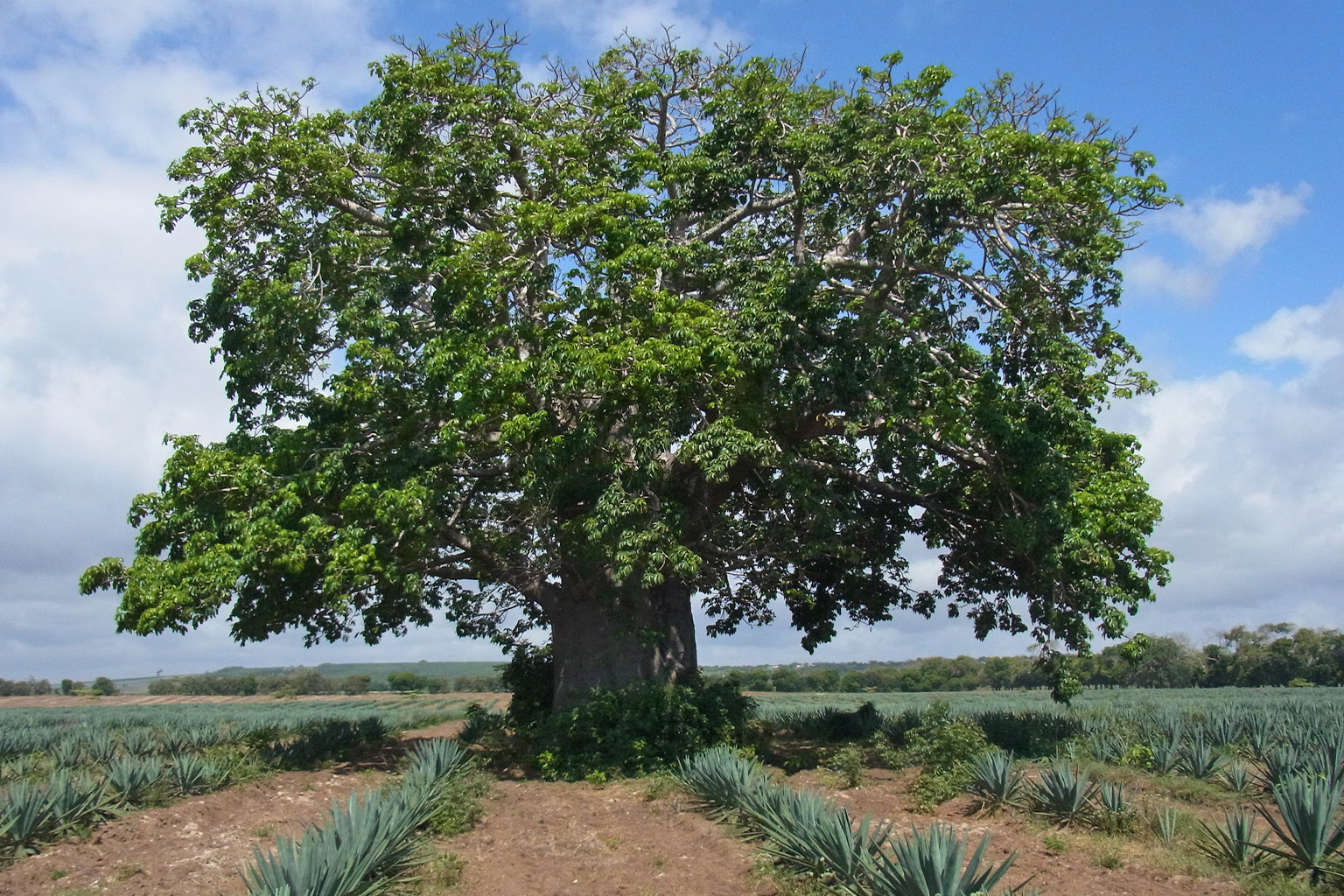 Baobab in sisal plantation in Kenya.