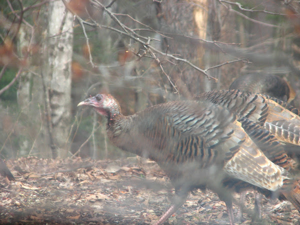 Wild Turkeys near the Viewing Window