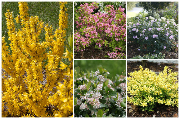 Shrubs for containers