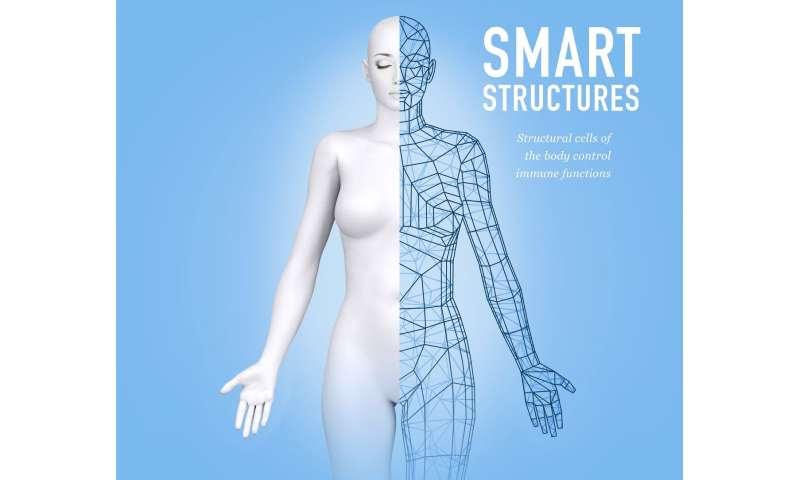 Smart structures: Structural cells of the body control immune function