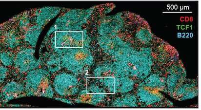 Transition to exhaustion: clues for cancer immunotherapy