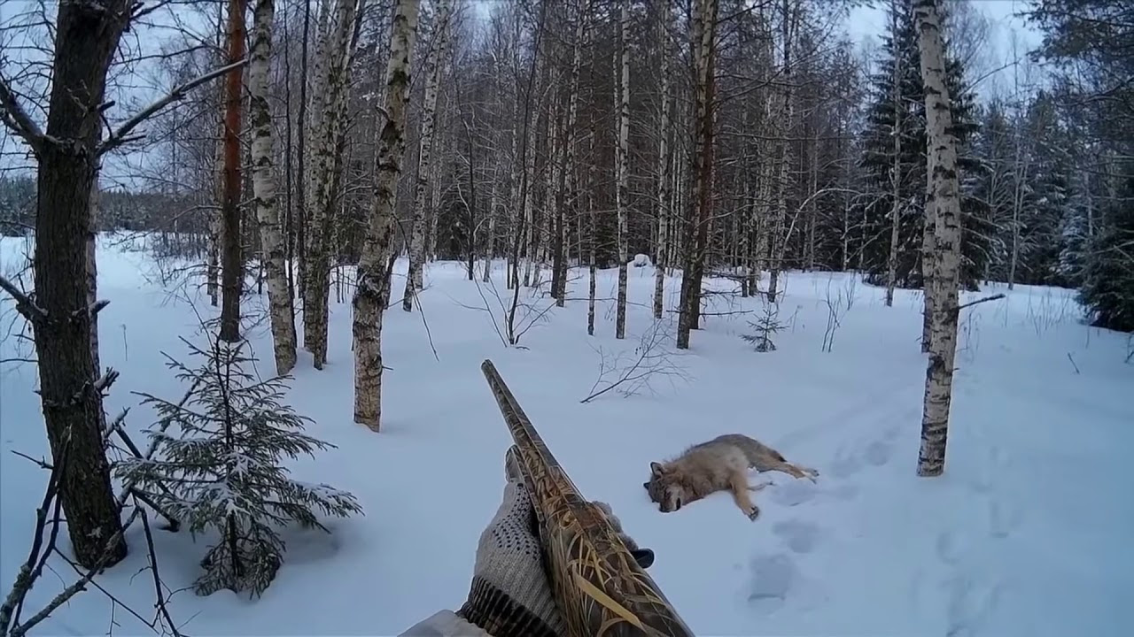 Для чего нужны волки в природе?