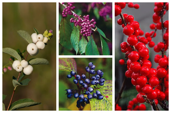 Colorful berries on plants