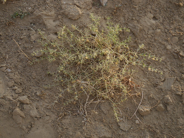Fagonia indica Burm.f.