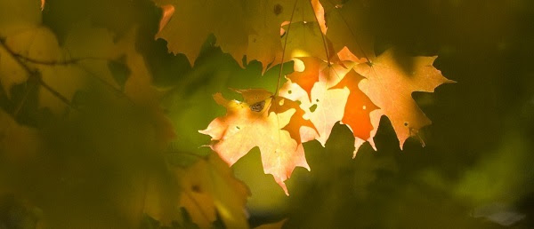 a few bright-gold and orange autumn leaves, with sunlight streaming through, hang amid a background of green leaves and branches