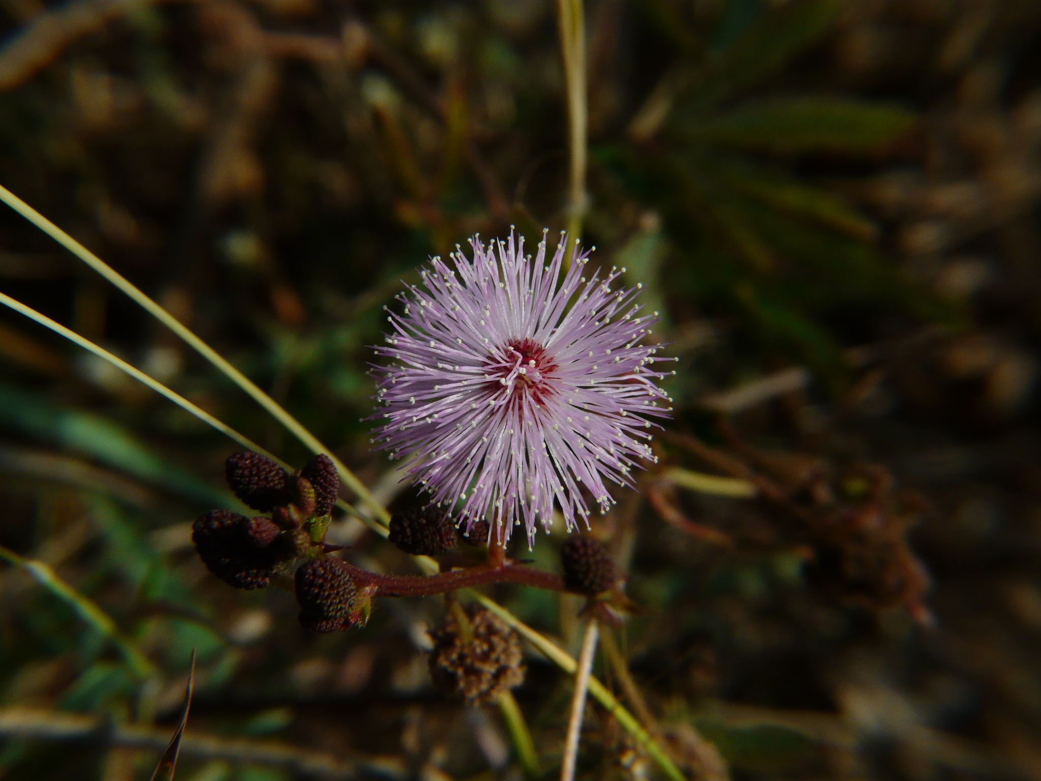 Mimosa pudica L.