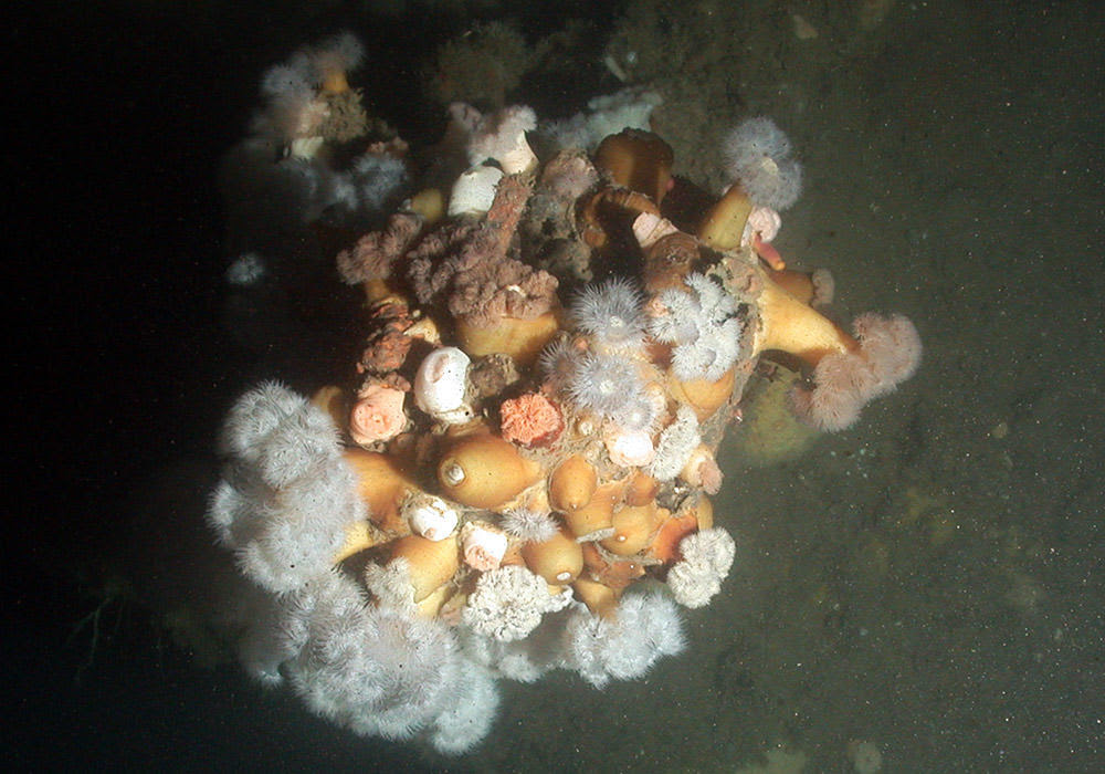 Marine invertebrates, like these colorful anemones, settle and grow on hard surfaces like shipwrecks and rocky reefs. Photo: WHOI/NOAA