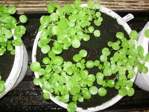 Young watercress plants from cuttings, in recycled buckets on a grow bag tray. Easy to ensure they don't go short of moisture they need to grow well.