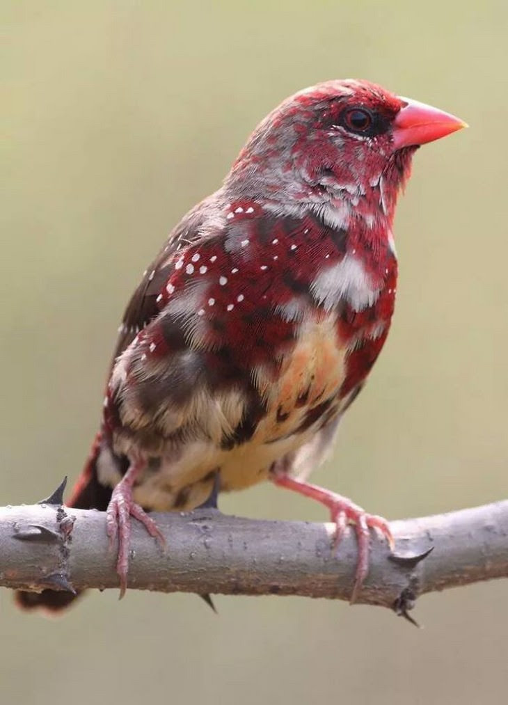 7. Strawberry Finch