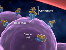 tumor conjugate receptor