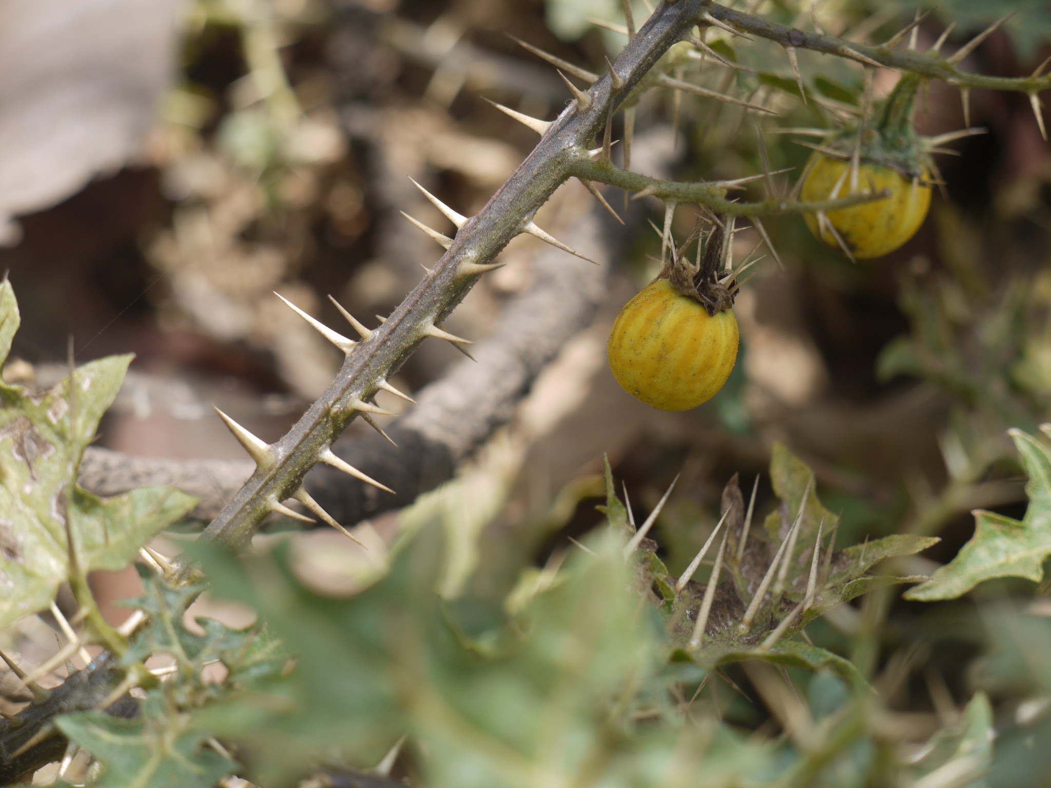 Solanum virginianum L.