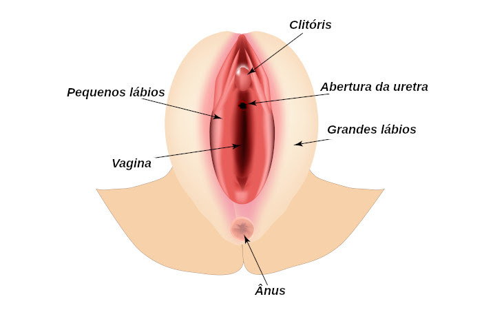 Sistema reprodutor feminino: órgãos e funções - Mundo Educação