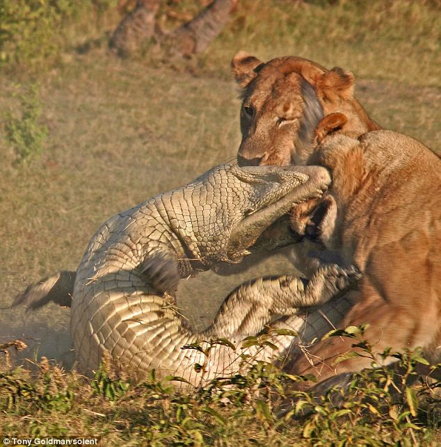 The crocodile only managed to get in one bite before it was killed by the protective pride