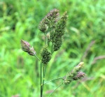 Dactylis_glomerata_seedhead