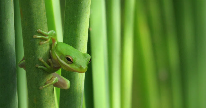 Grand Prize Winner Craig McIntyre's Photo of a green tree frog A small green tree frog clings to the stem of a green plant.