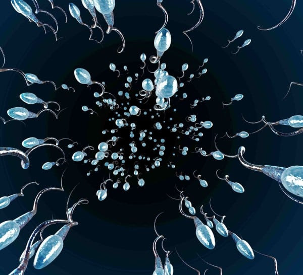 Sperm quality studies from molecular
genetics and epidemiology provide evidence that paternal age is an important risk factor for offspring