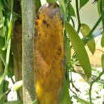 Anthracnose Fungal disease for Vanilla Leaf in Sri Lanka