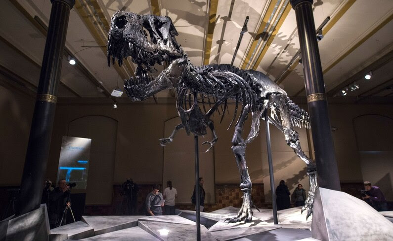 a t rex skeleton in a museum