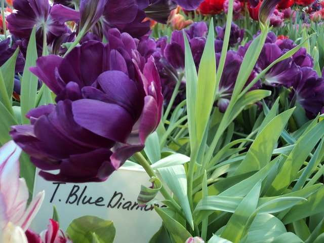 тюльпаны фото фиолетовые