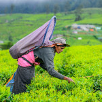 Tea Plucking in Sri Lanka