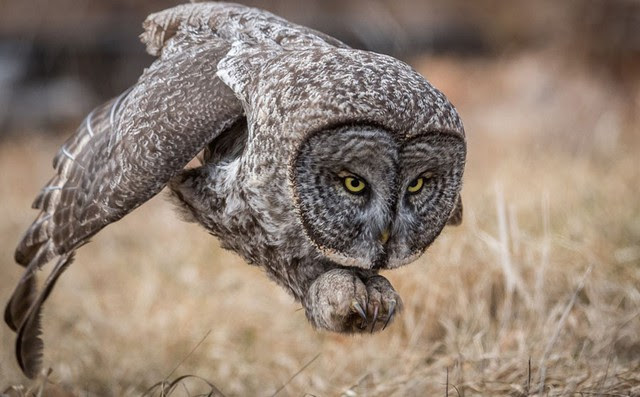 Ngắm ảnh thiên nhiên tuyệt đẹp đoạt giải của NatGeo năm 2017 - Ảnh 4.