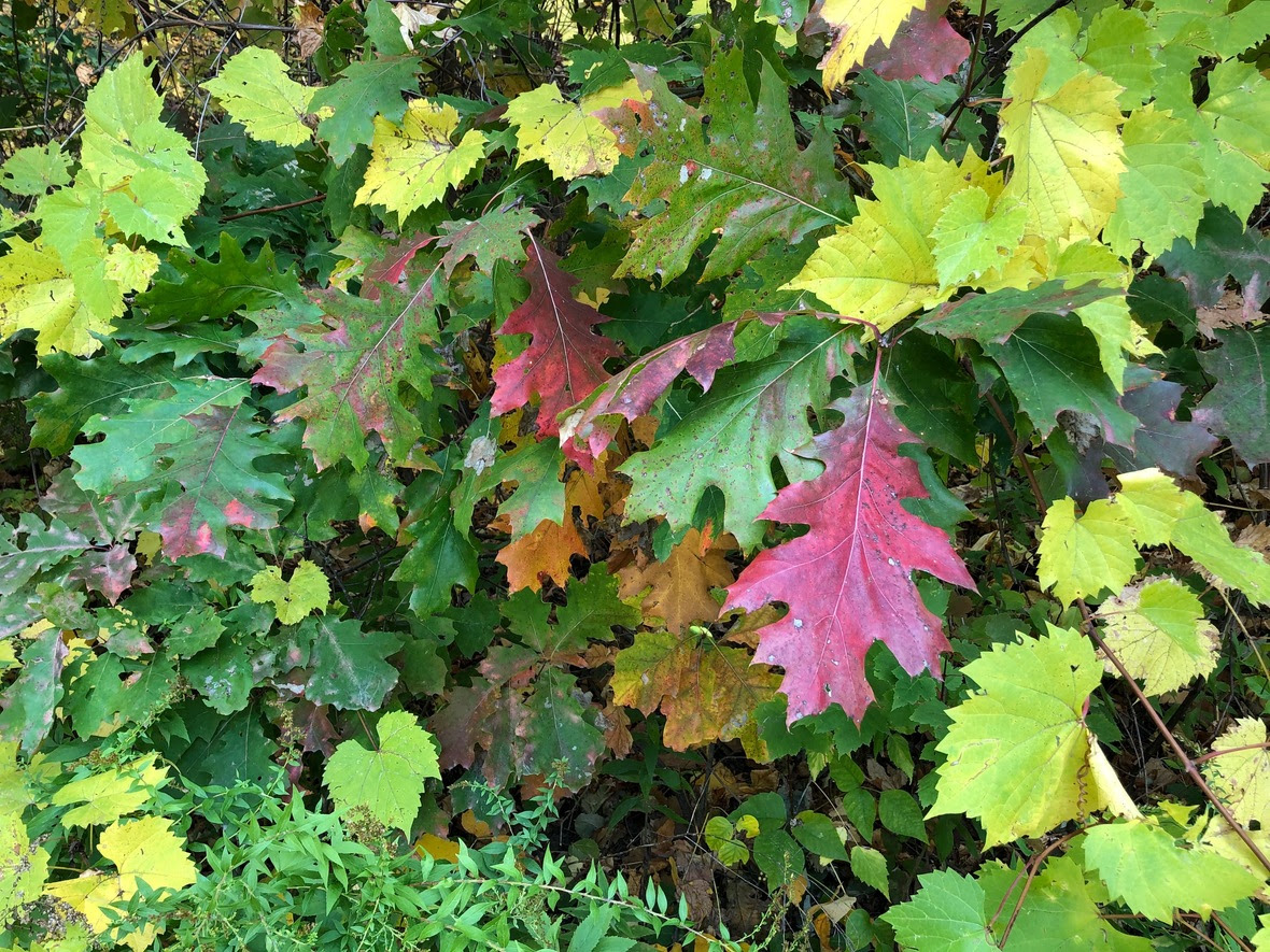 Fall leaf