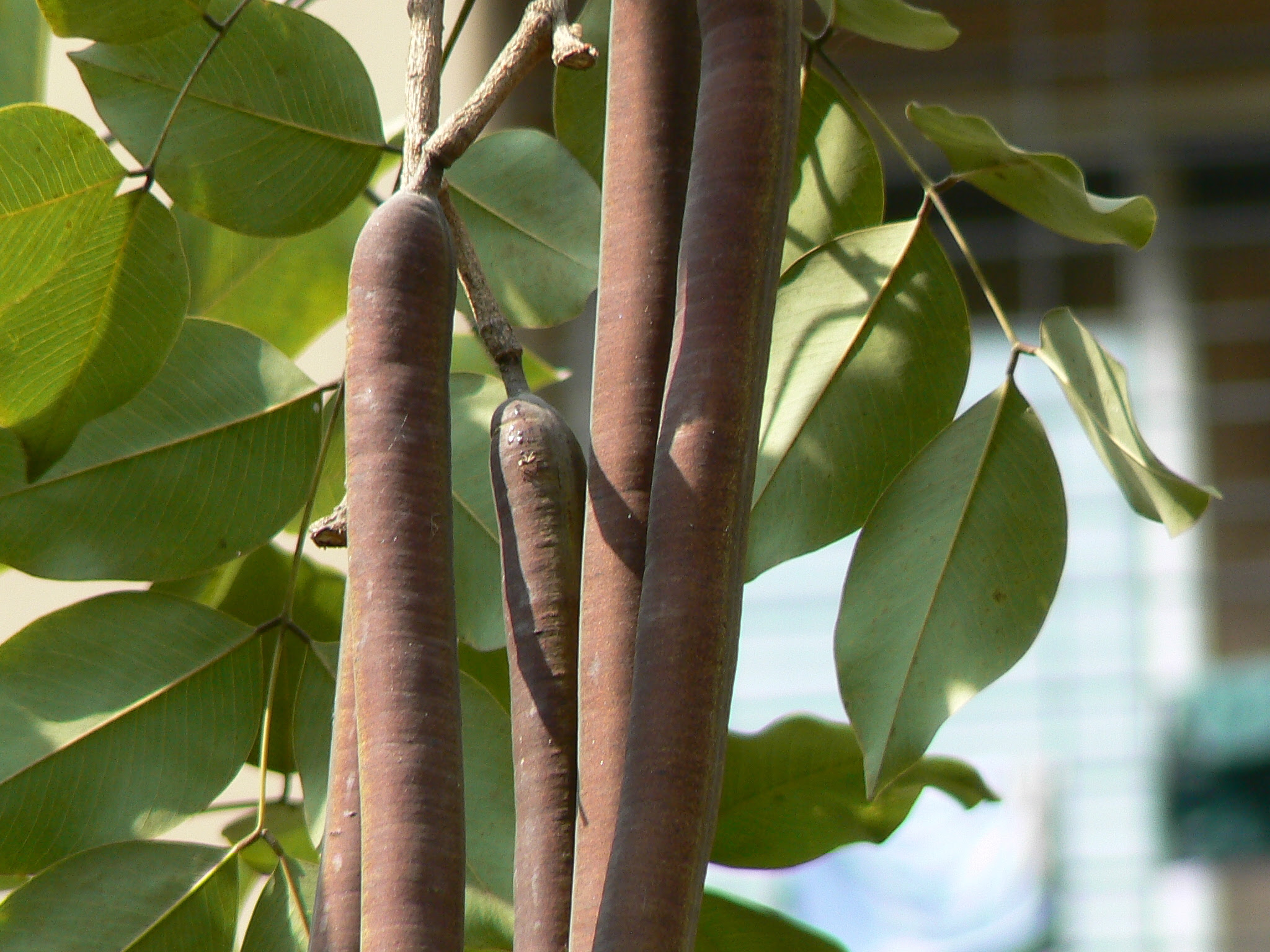 Cassia fistula L.