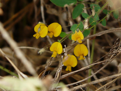 Crotalaria filipes